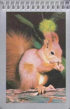 Notizblock mit Bild eines Eichhörnchen