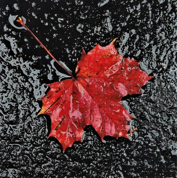 Ahornblatt im Regen - Postkarte