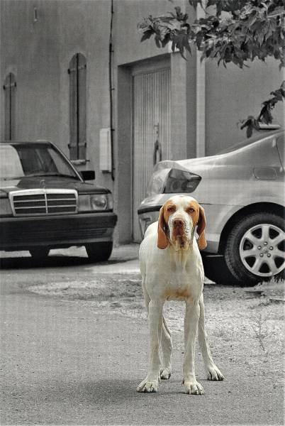 Postkarte mit Hund